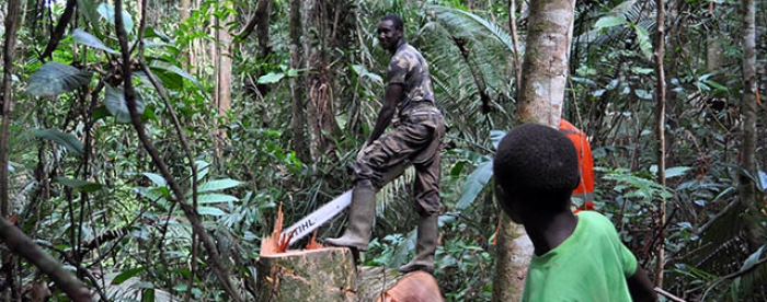 Suriname in Good Position to Address Emerging Timber Legality Requirements